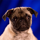 Image for article titled Animal Planet Will See Your "Football" And Raise You Puppies